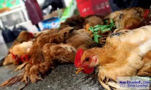Public Service Announcement On The Return Of Bird Flu To Nigeria